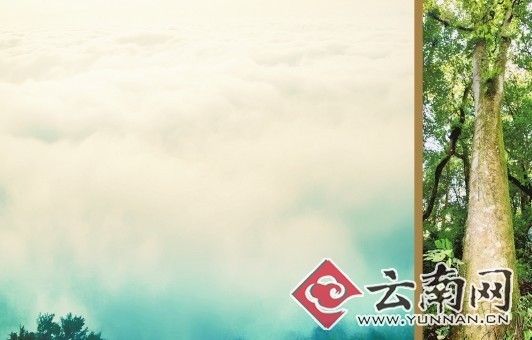 /enpproperty--> 南糯山茶树王遗址 2012年巴达野生茶树王仙逝 准备继位的巴达2号野生茶树王 1957年,勐海南糯山树龄800年以上的栽培型茶树王被发现后,证明了中国和被认为是世界茶源地的印度一样,800年前就有了栽培茶叶的历史。而那时,与有野生茶树存活的印度相比,中国还不能证明就是茶叶的故乡。 在中国茶叶界专家们不懈的努力下,树龄逾1700年的野生茶树王,于1961年在勐海县巴达山的原始森林中被发现。世界茶叶发展变迁的历史由此得以正本清源中国云南境内的澜