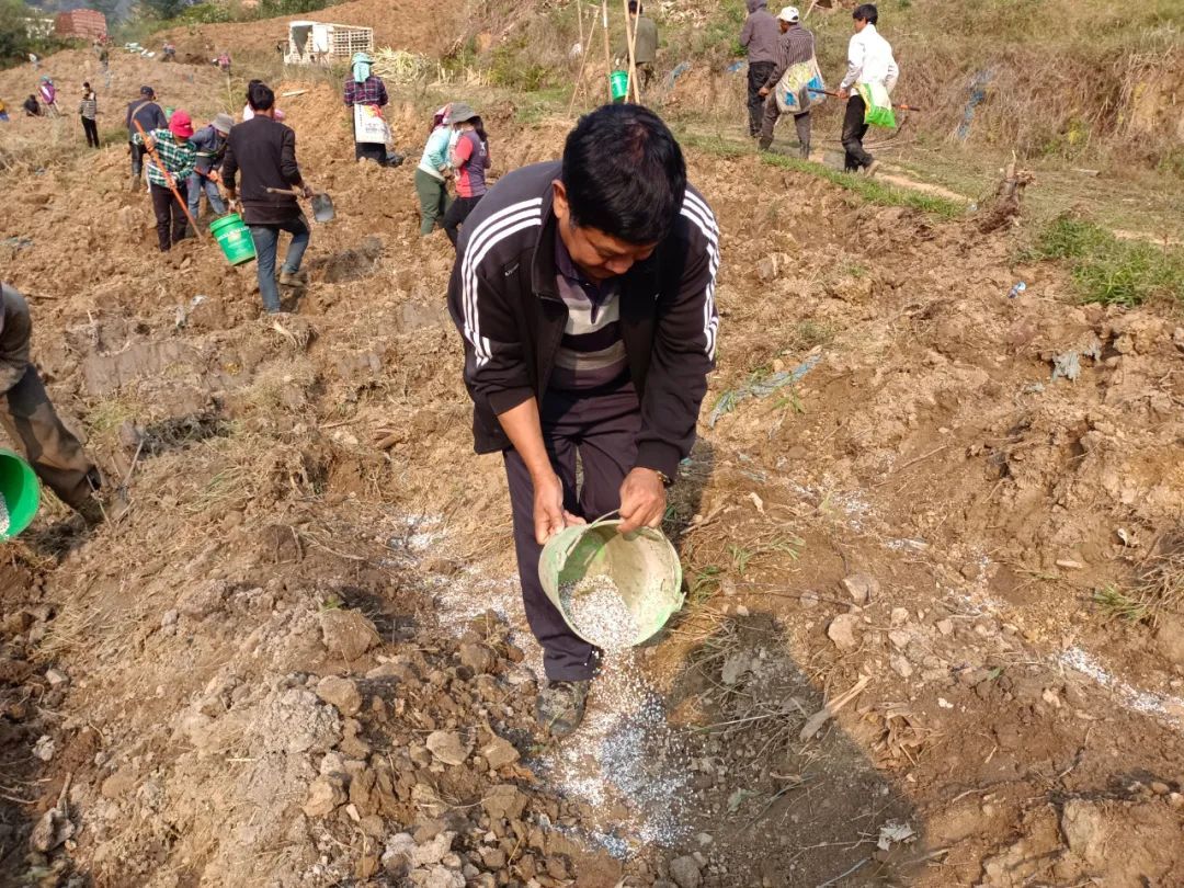 抢农时忙春耕 走甜蜜致富路