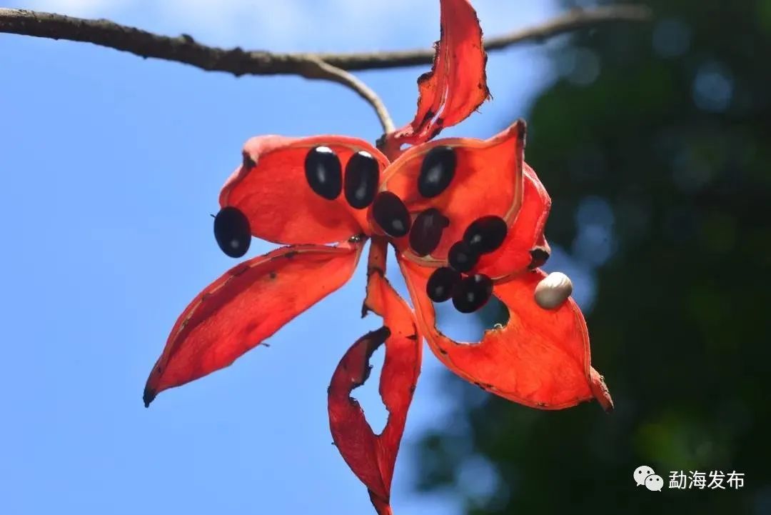 来认识一下云南勐海县的这些神奇植物吧