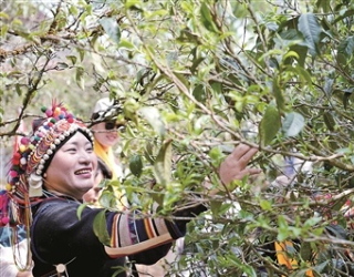 布朗山乡：茶树抽新芽 春茶迎客来