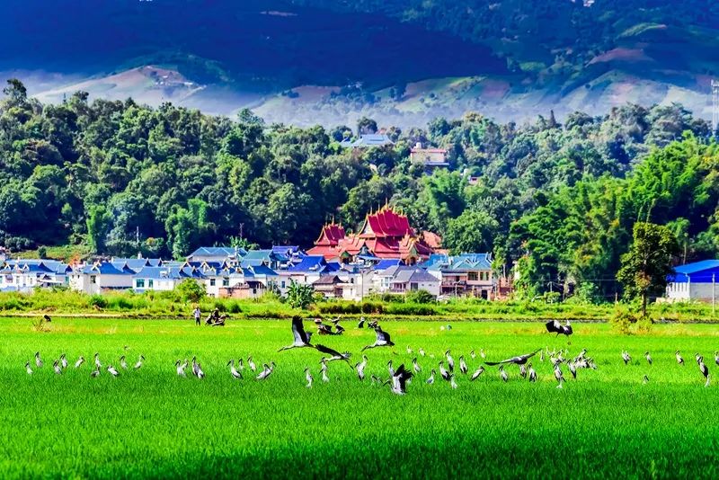 云南勐海全域旅游赋能边陲小镇今更美