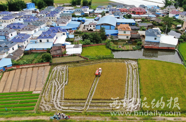 勐海县勐遮镇抢收早稻