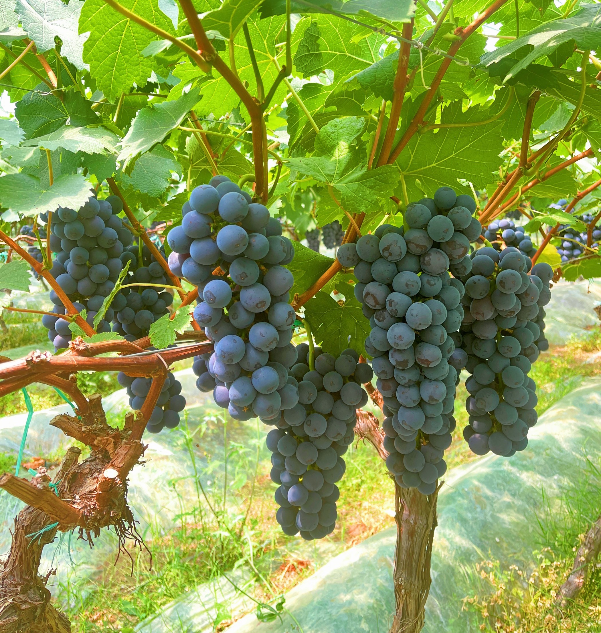 丘北曰者:夏黑葡萄新鲜上市 沁人心脾_要闻_文山频道_云南网