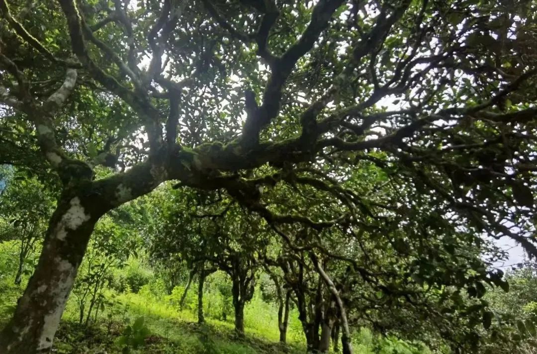 古茶山一二三产融合发展丨勐海县勐宋乡茶区