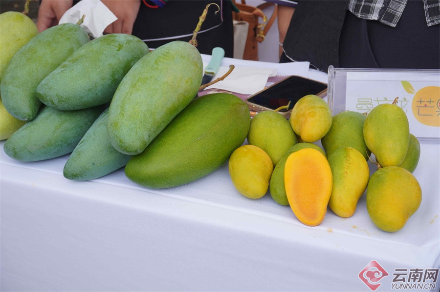 景洪市举办2024年西双版纳芒果文化节_云南网