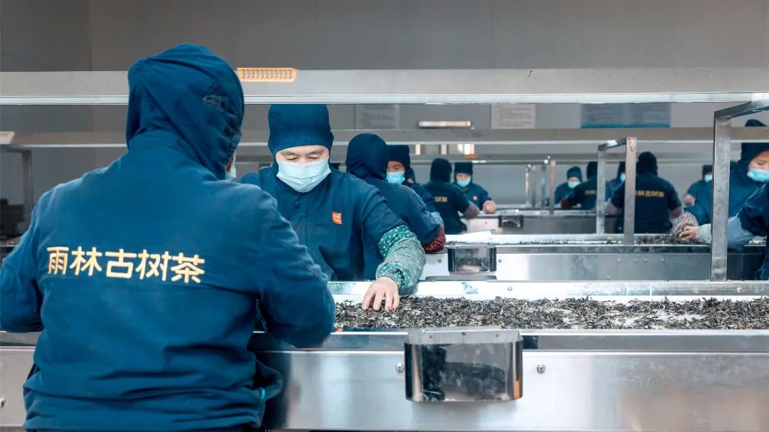勐海县勐宋乡雨林古茶坊:与农户共成长